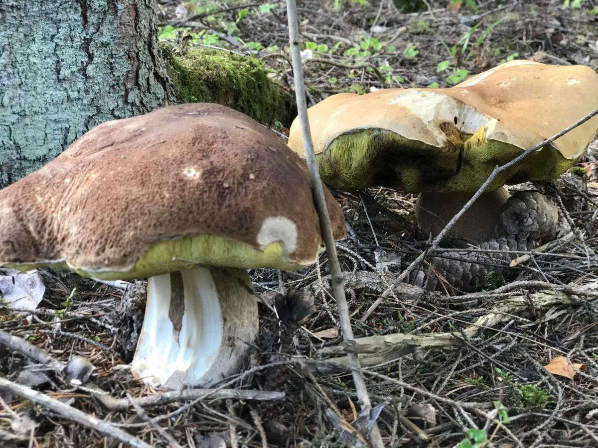 Pyhtaeae Garden Villa Pyhtaa Eksteriør billede